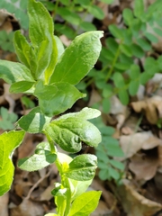 Lithospermum latifolium