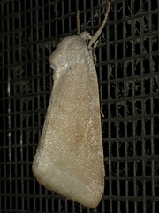 Trichocosmia inornata