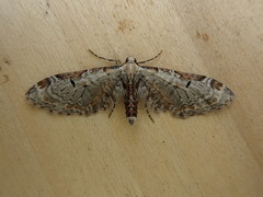 Eupithecia nevadata