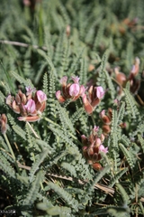 Astragalus coluteoides
