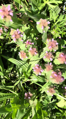 Lamium purpureum