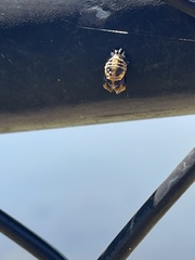 Harmonia axyridis