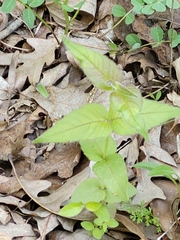 Monarda bradburiana