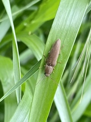Synaptus filiformis