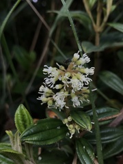 Miconia elaeoides