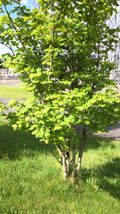 Acer circinatum