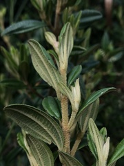 Miconia elaeoides