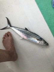 Scomberomorus regalis