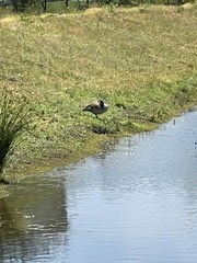 Branta canadensis
