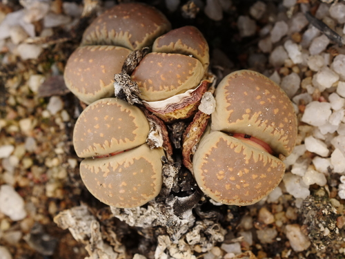 Lithops villetii subs. deboeri (Schwantes) D.T.Cole 2