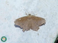 Eutomopepla discuneata