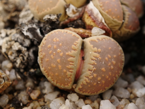 Lithops villetii subs. deboeri (Schwantes) D.T.Cole C230A
