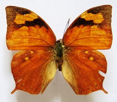 Fountainea eurypyle confusa