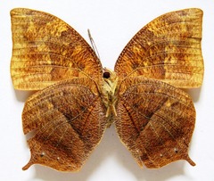 Fountainea eurypyle confusa