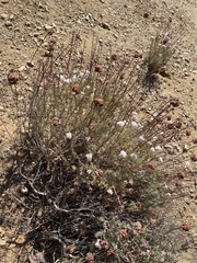 Eriogonum fasciculatum