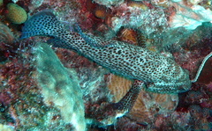 Cephalopholis cruentata