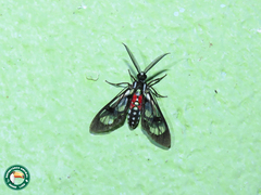 Poecilosoma eone