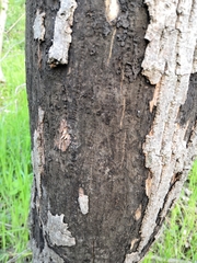 Cryptostroma corticale