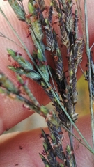 Eragrostis atrovirens