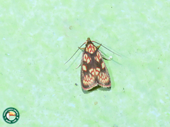 Himmacia
