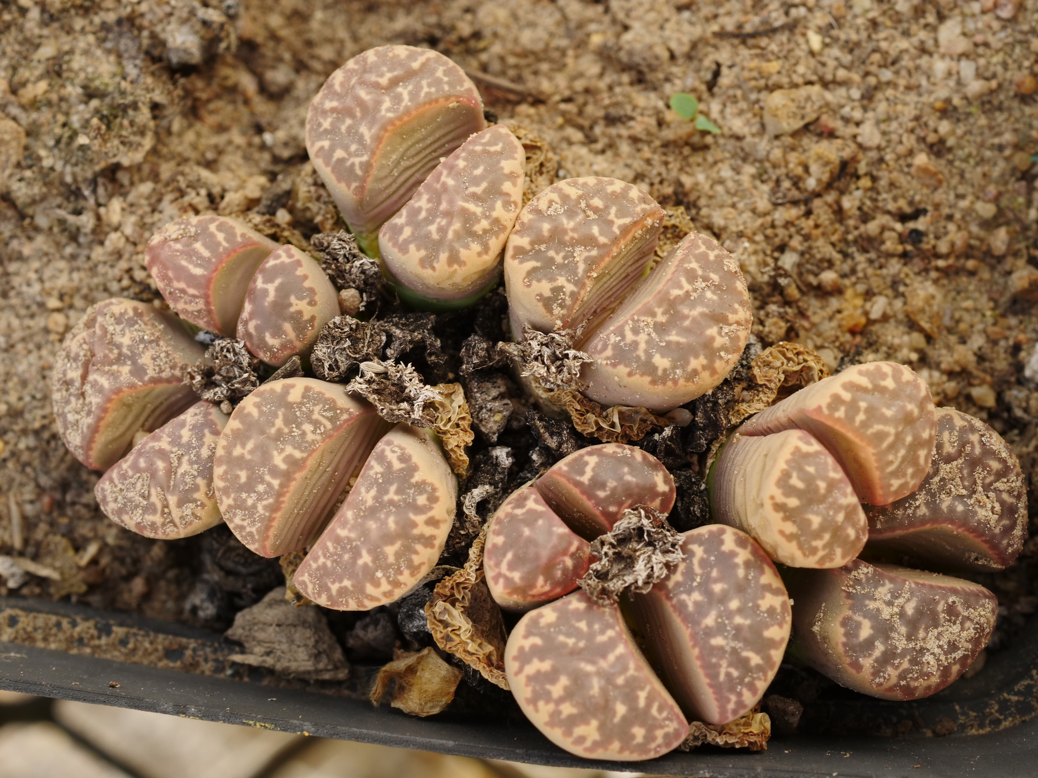 Lithops brevis L. Bolus 2