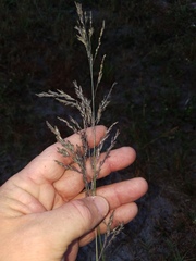 Eragrostis atrovirens