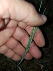 Eragrostis atrovirens