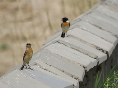 Saxicola maurus