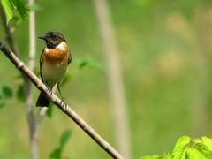 Saxicola maurus