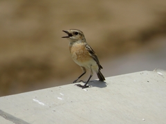 Saxicola maurus