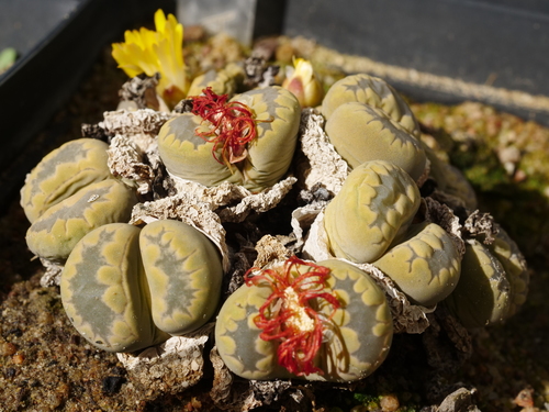 Lithops otzeniana