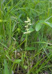 Platanthera oreades
