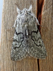 Pleromelloida conserta