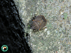 Schaefferella incisa