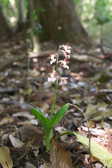 Calanthe discolor