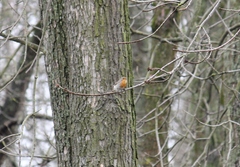 Erithacus rubecula