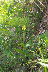 Cephalanthera falcata