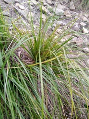 Ampelodesmos mauritanicus