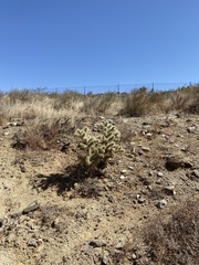 Cylindropuntia