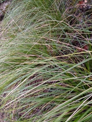 Ampelodesmos mauritanicus