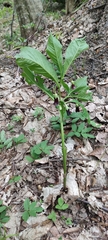 Scopolia caucasica