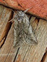 Pleromelloida bonuscula