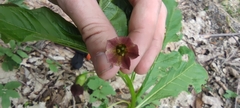 Scopolia caucasica