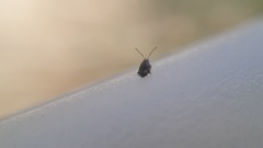 Phyllotreta variipennis