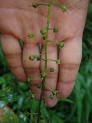 Lysimachia decurrens