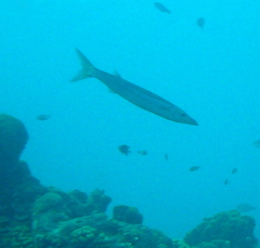 Sphyraena guachancho