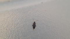 Phyllotreta variipennis