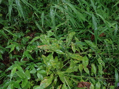 Lysimachia decurrens