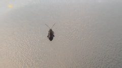 Phyllotreta variipennis