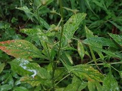 Lysimachia decurrens